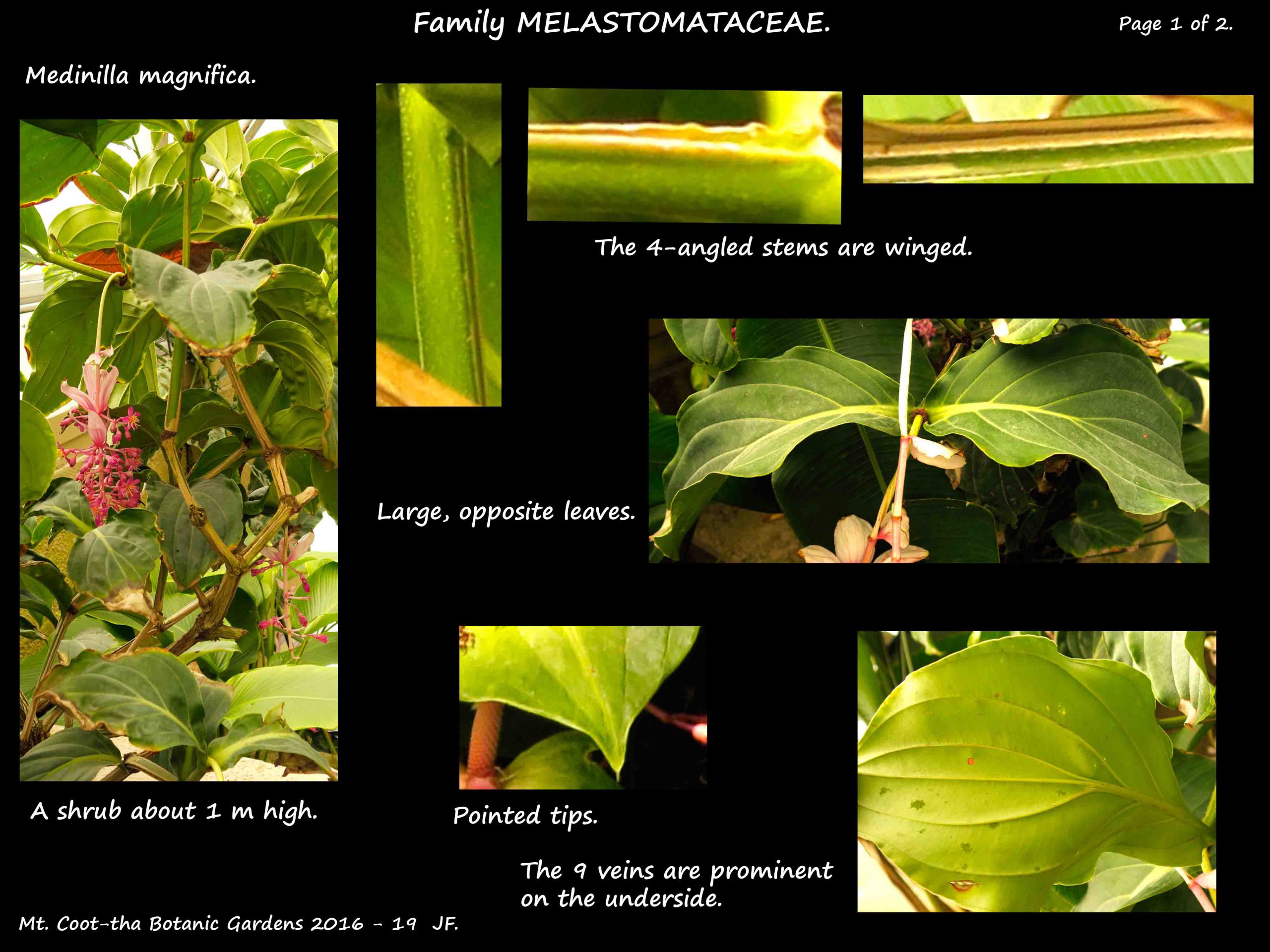 1 Medinilla magnifica leaves